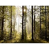 Fototapete Wald Landschaft Sonne 352 x 250 cm Vlies Tapeten Wandtapete...