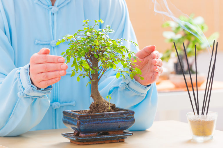 Die Bedeutung des Bonsai im FengShui Wohnadel