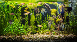 Süßwasseraquarium mit grünen Pflanzen und Fischen
